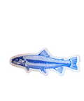 Rainbow Trout | Sticker - The Local Space