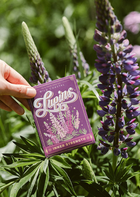 Lupins (Inner Strength) | Seed Packet